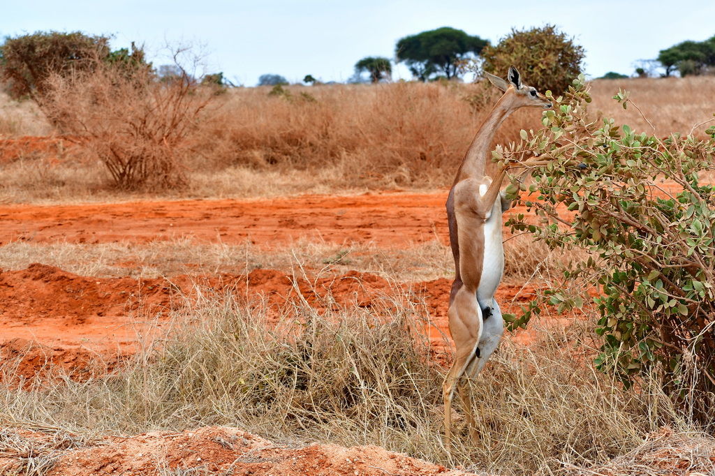 Tsavo East National Park